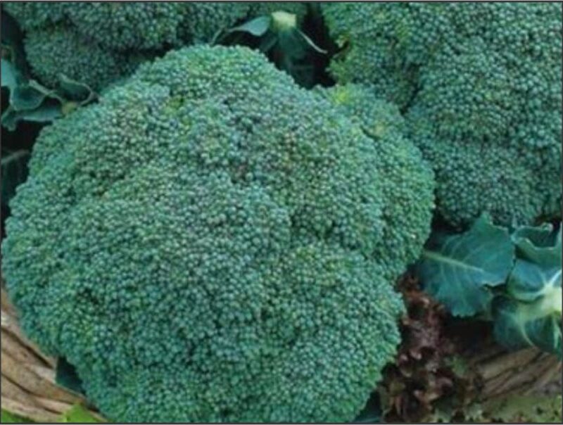 Brassica Broccoli - Sweet Stem