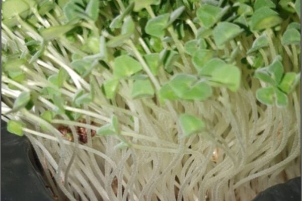 Chia microgreens 50g packs